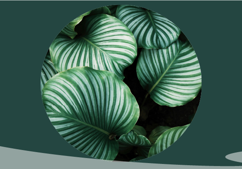 Thumbnail Vom Klima lernen: Trickle-Up als Leitmotiv für gerechte KI